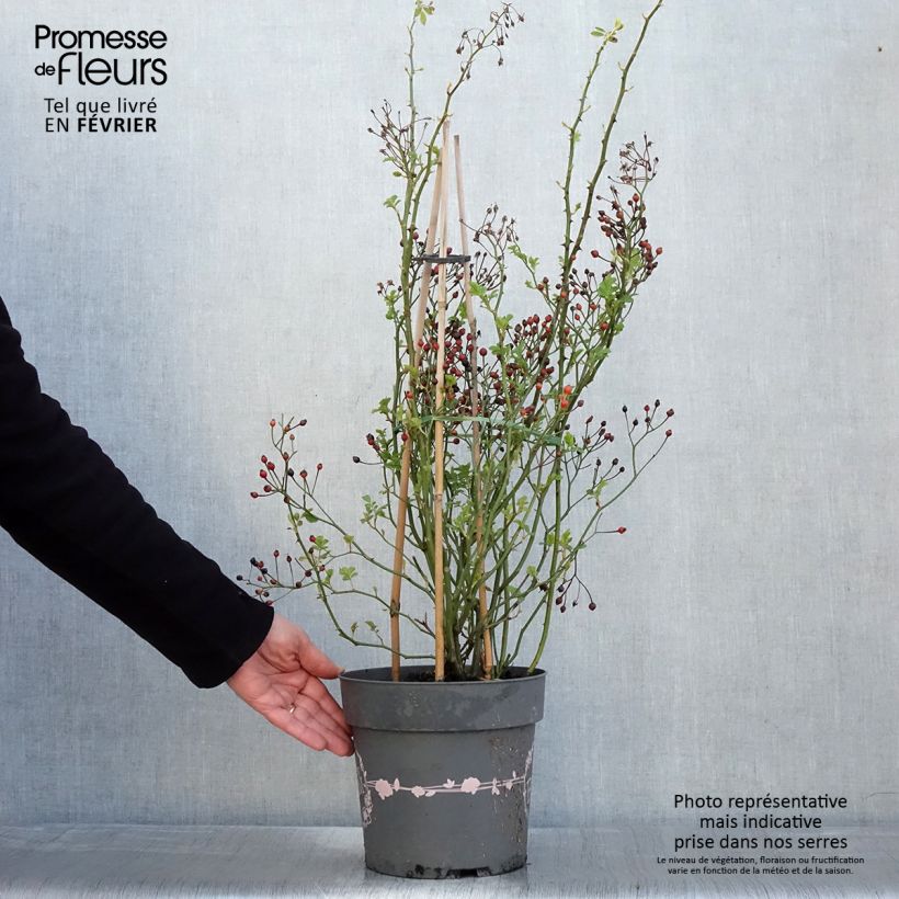 Example of Rosier arbustif Rosy Boom Rose (Abellio Spaniuc) Pot de 6L/7L as you get in hiver