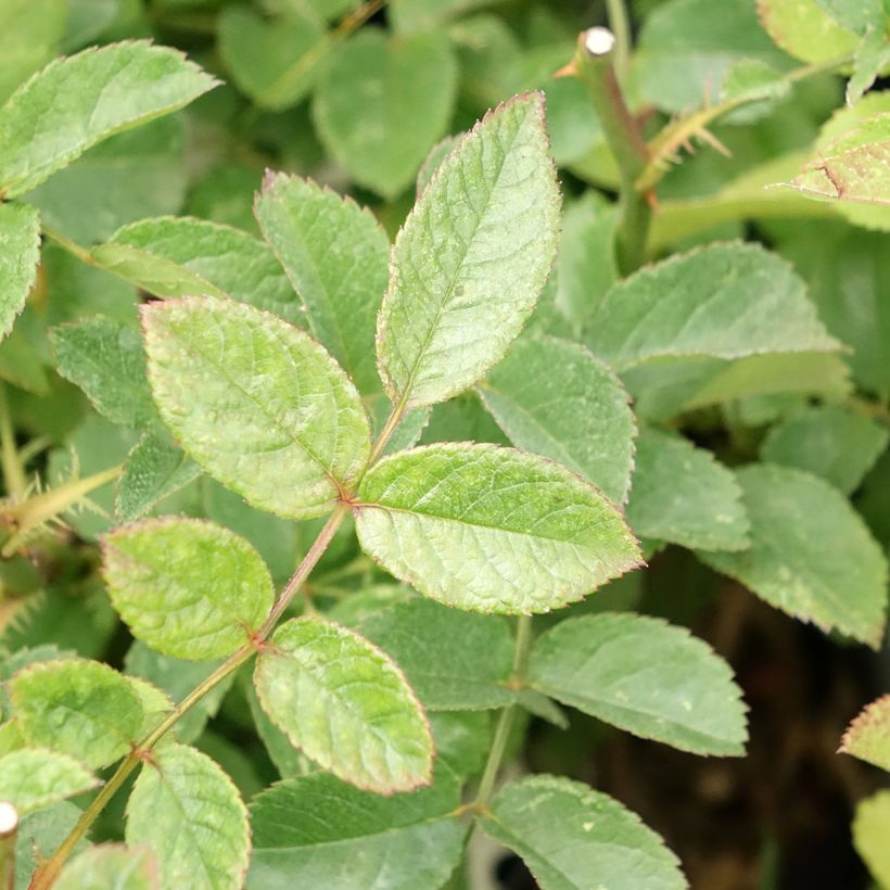 Rosier arbustif Rosy Purple (Foliage)