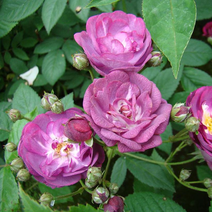 Rosier arbustif Sibelius (Flowering)