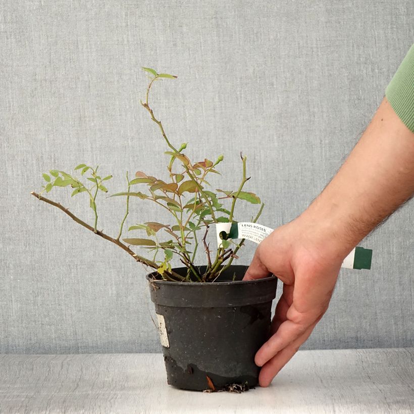 Example of Rosier arbustif Twins Pot de 1L/1,5L as you get in ete