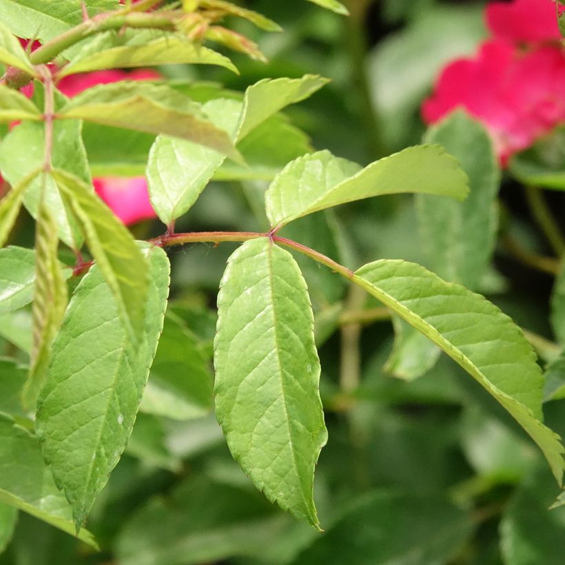 Rosier arbustif Vif Eclat (Foliage)