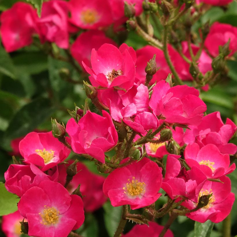 Rosier arbustif Vif Eclat (Flowering)