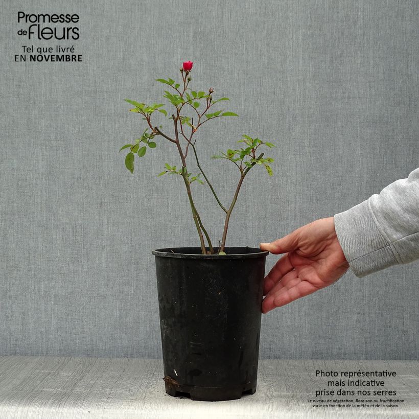 Example of Rosier arbustif Vif Eclat Pot de 4L/5L as you get in automne