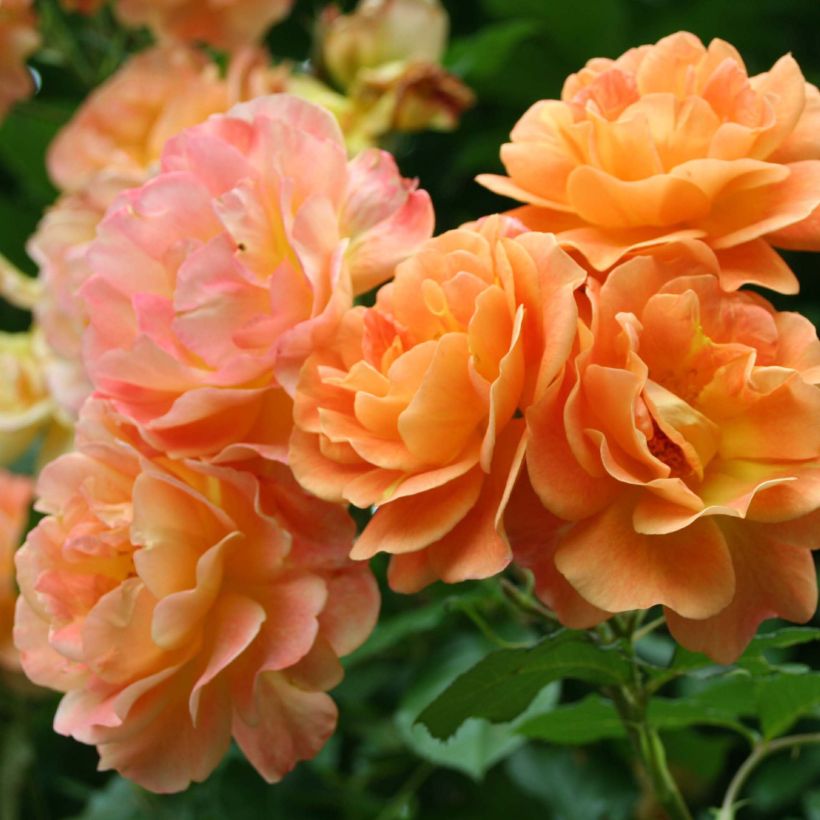 Rosier arbustif Westerland (Flowering)