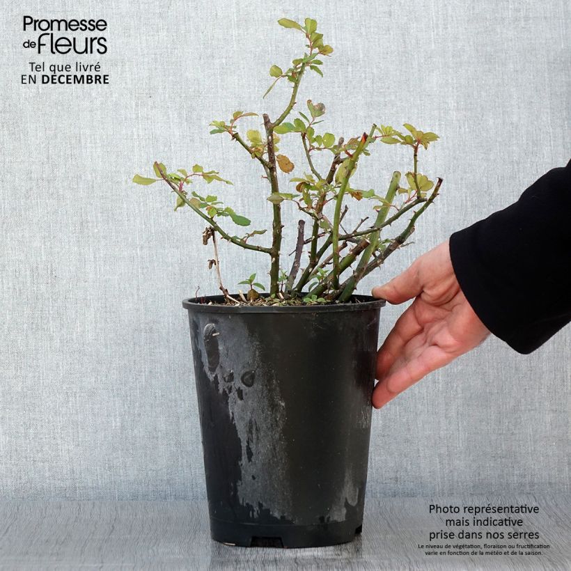 Example of Rosier arbustif White Magic Pot de 4L/5L as you get in automne