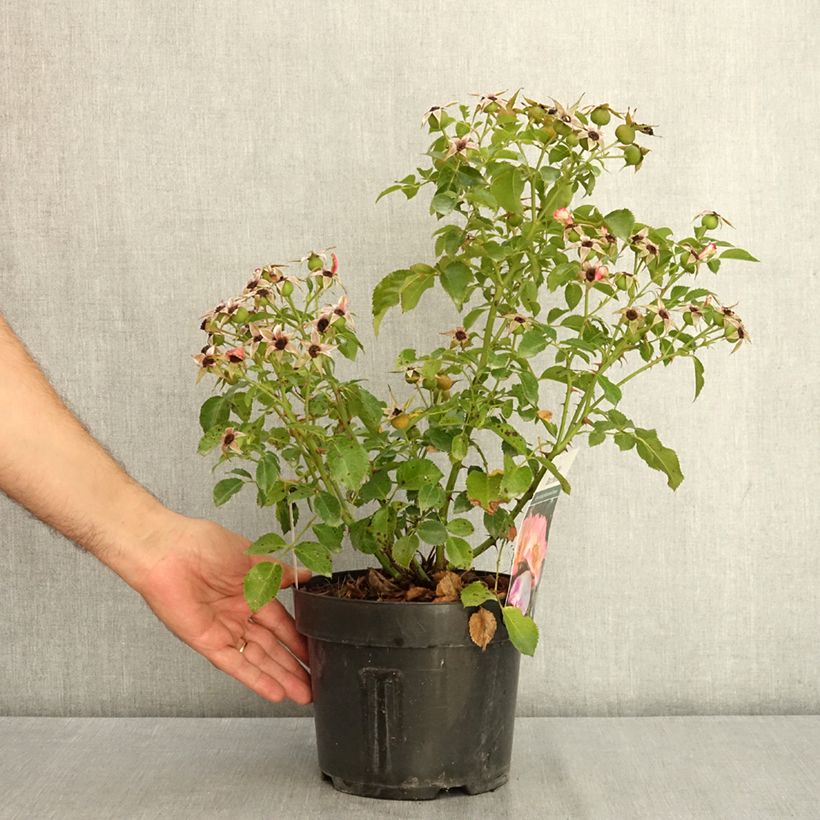 Example of Rosier Bee Proud Pot de 3L/4L as you get in ete