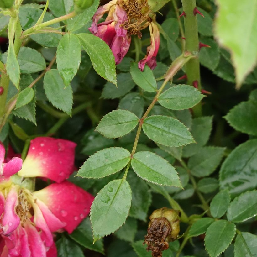 Rosier Bee's Paradise Light Red (Foliage)