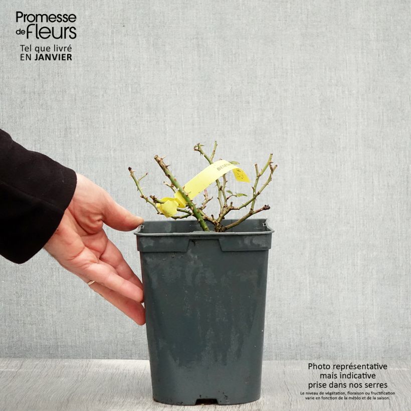 Example of Rosier Bees Paradise Gelb Pot de 3L/4L as you get in hiver