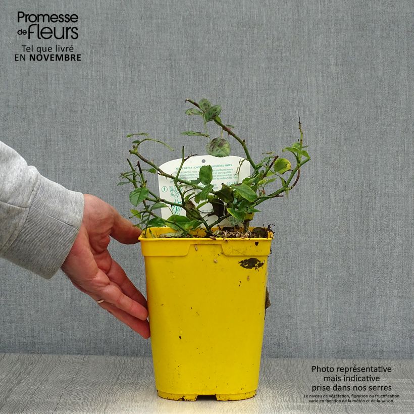 Example of Rosier Bees Paradise Ivory Pot de 3L/4L as you get in automne