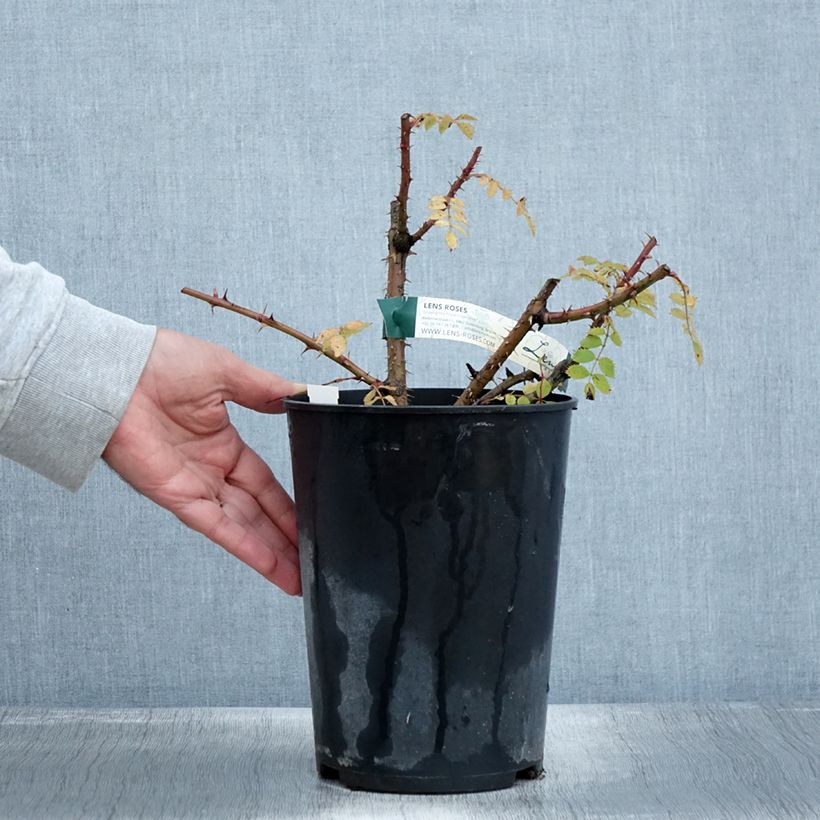 Example of Rosier botanique pendulina Bourgogne Pot de 4L/5L as you get in automne