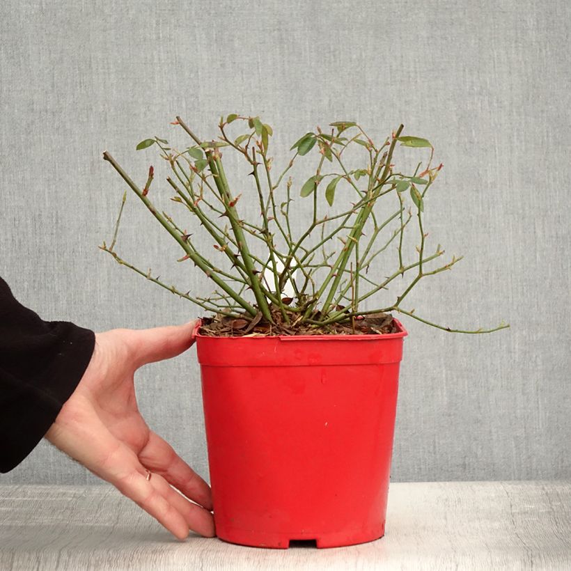 Example of Rosier botanique - Rosa chinensis Mutabilis Pot de 2L/3L as you get in hiver