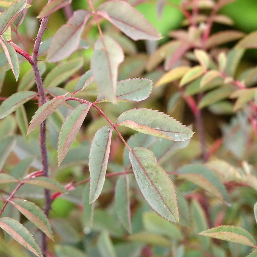 Rosier botanique - Rosa glauca ou rubrifolia (Foliage)