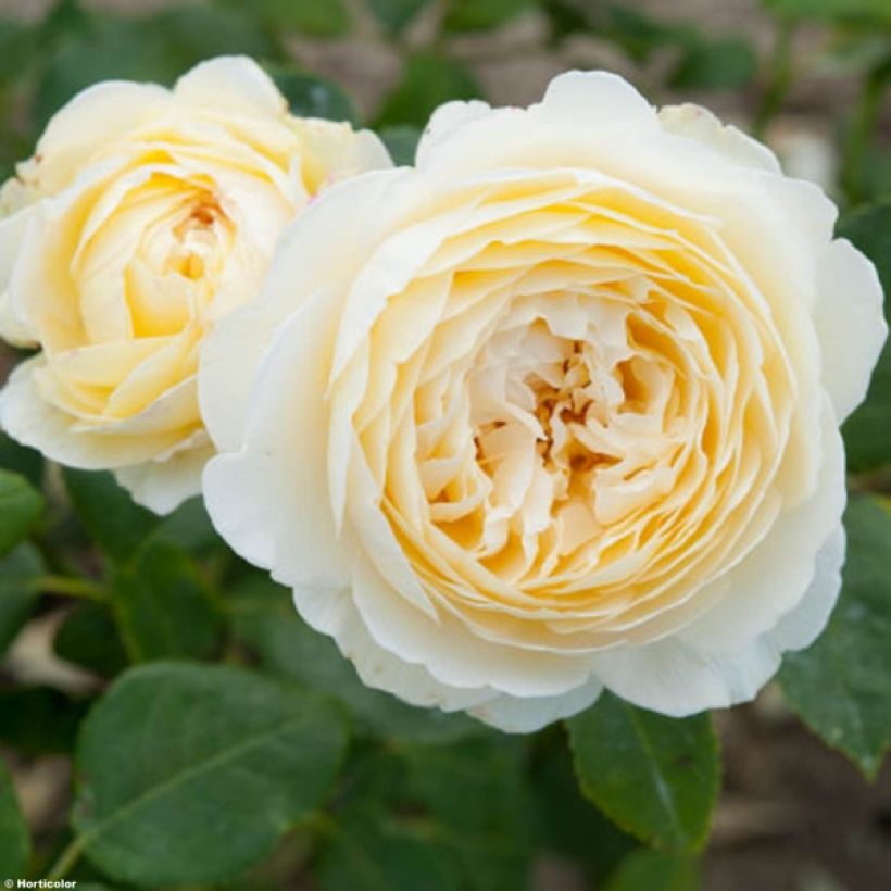Rosier Tige David Austin Claire Austin (Flowering)