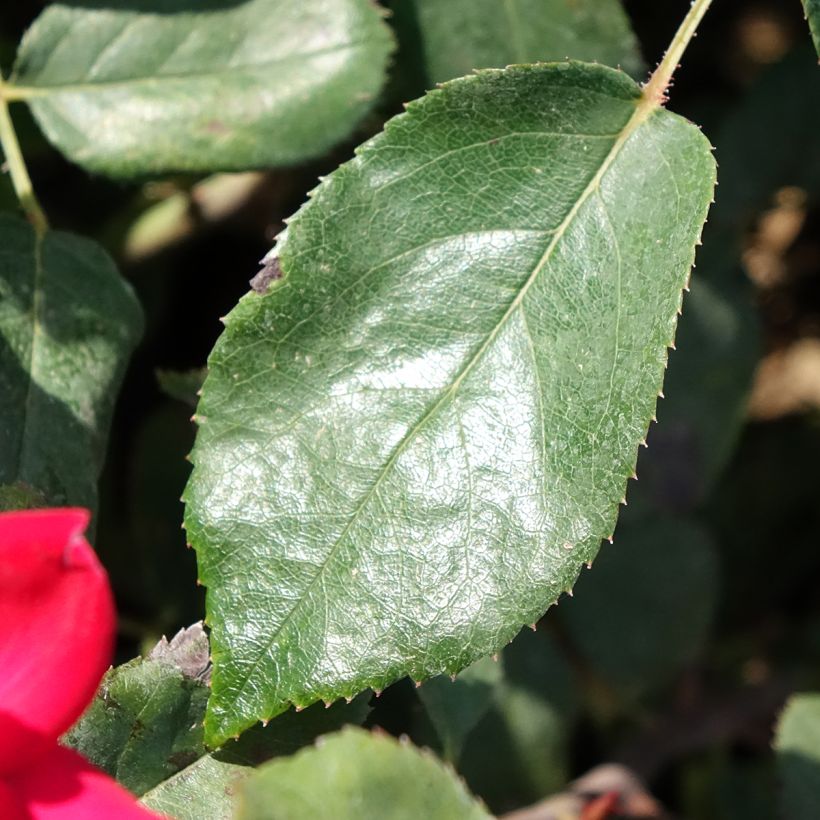 Rosier couvre-sol Double Knock Out (Foliage)