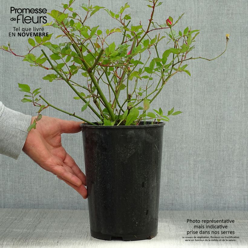 Example of Rosier arbustif Lavender Dream Pot de 2L/3L as you get in automne