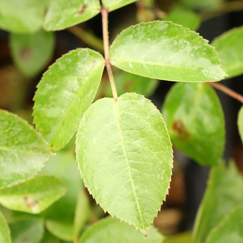 Rosier couvre-sol Mainaufeuer (Foliage)