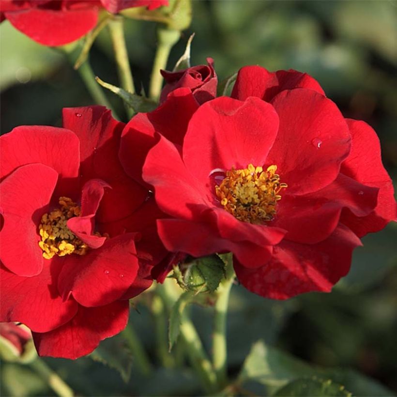 Rosier couvre-sol Marondo (Flowering)