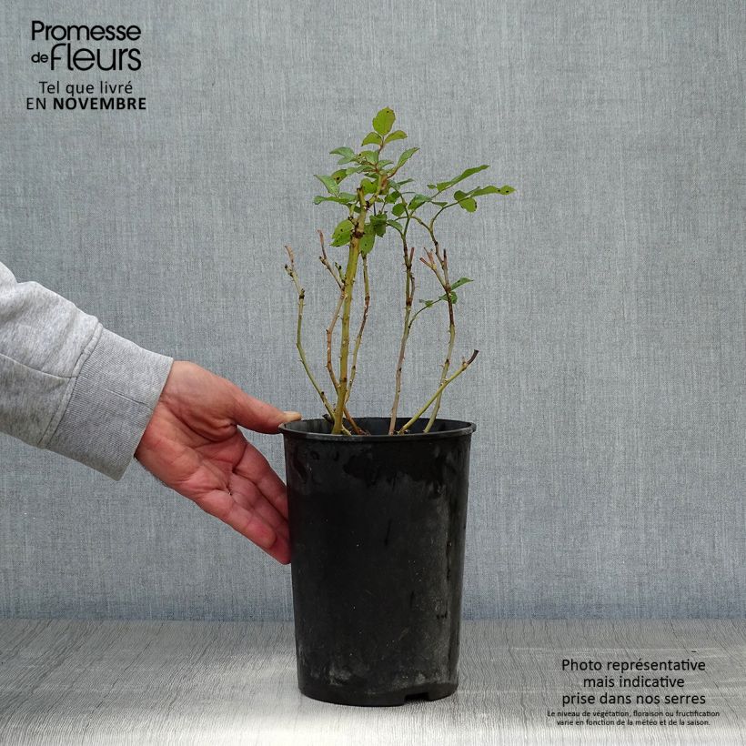 Example of Rosier couvre-sol Marondo Pot de 2L/3L as you get in automne