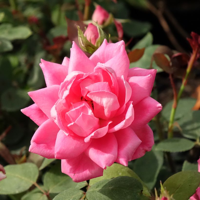 Rosier couvre-sol Pink Double Knock Out (Flowering)