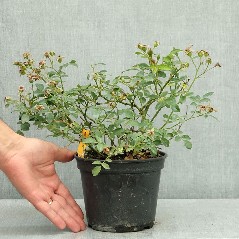 Example of Radis Vienna F1 - Raphanus sativus per pack of 500 seeds (5g) as you get in ete