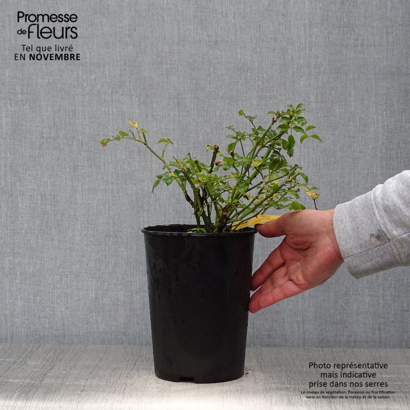 Example of Rosier couvre-sol Rigo Néon Pot de 2L/3L as you get in automne