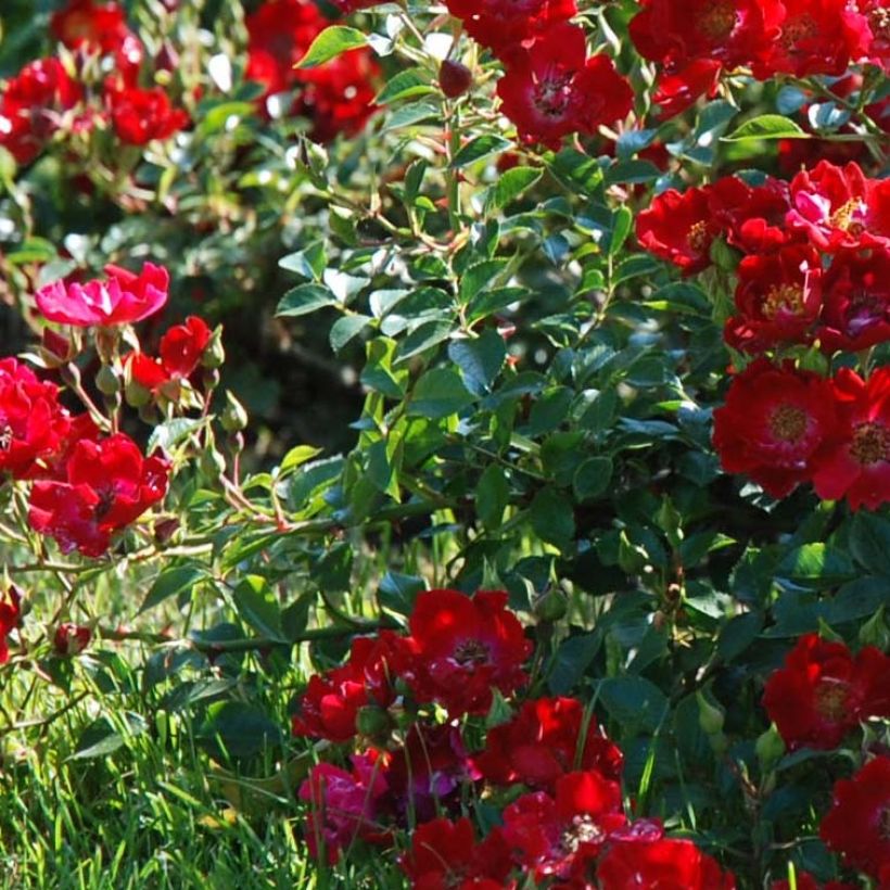 Rosier couvre-sol Rouge Cascade (Foliage)