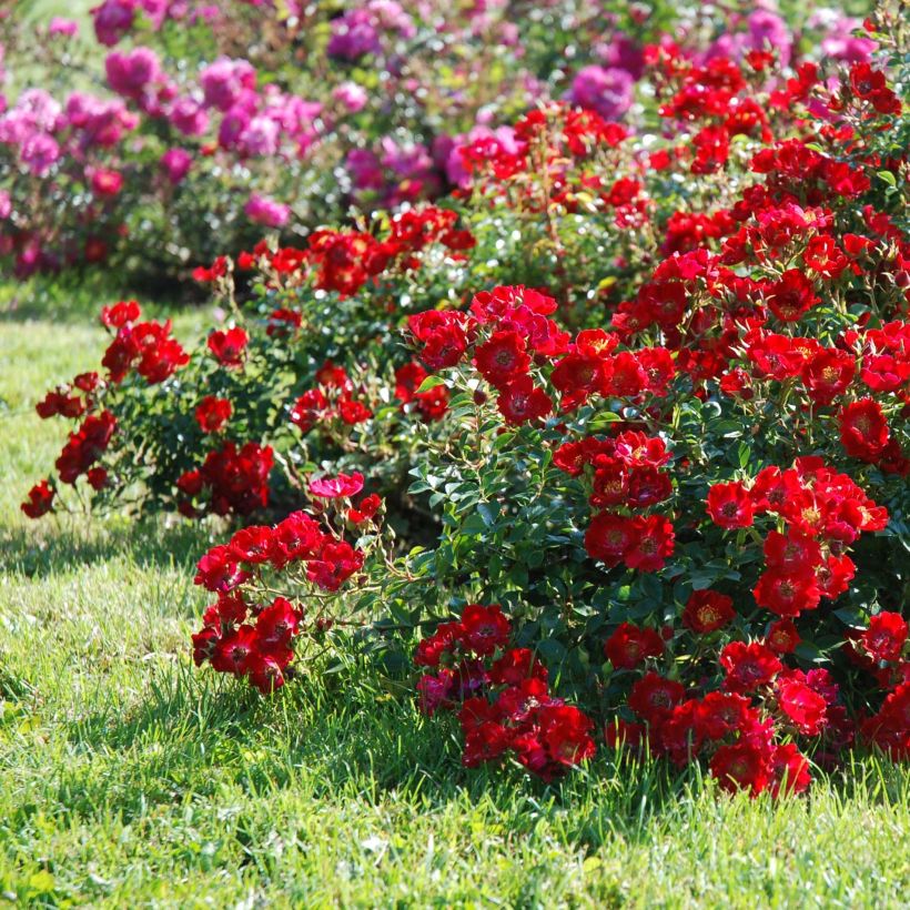 Rosier couvre-sol Rouge Cascade (Plant habit)