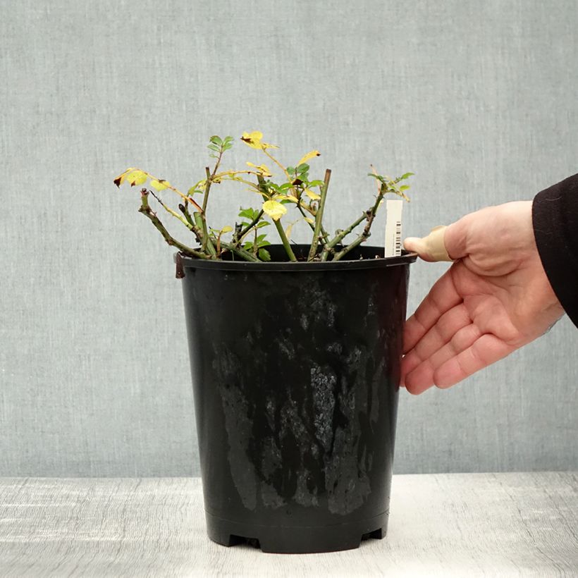 Example of Rosier couvre-sol Satina  Pot de 2L/3L as you get in automne