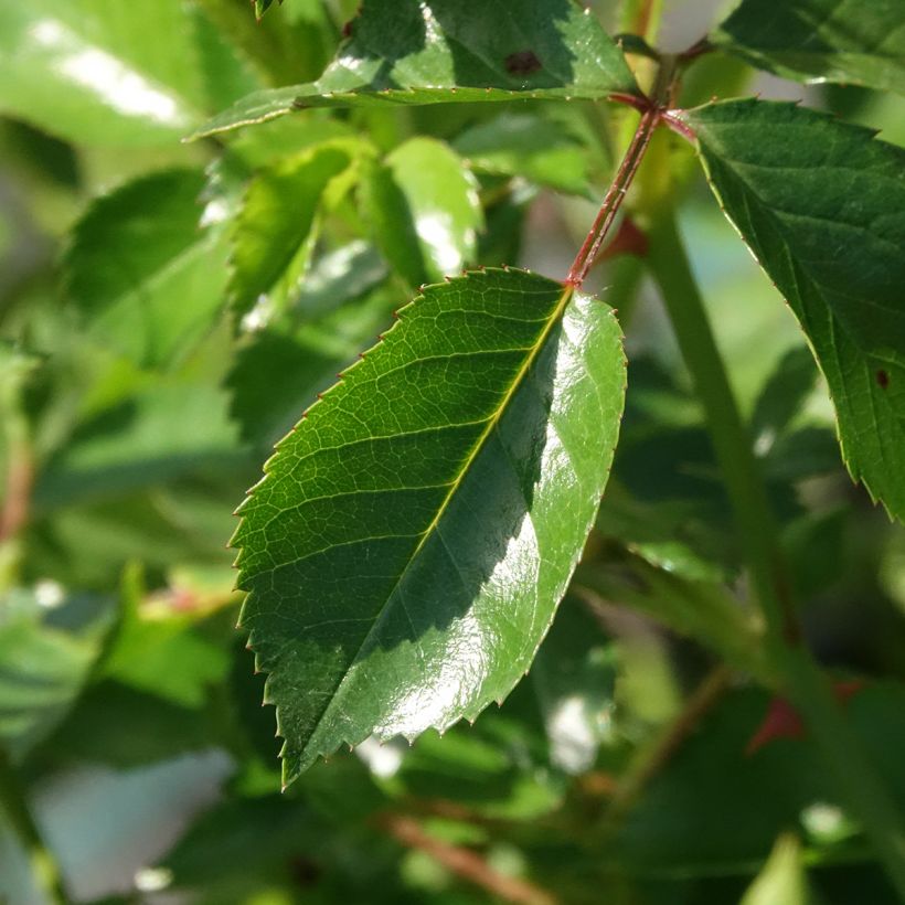 Rosier couvre-sol Satina  (Foliage)