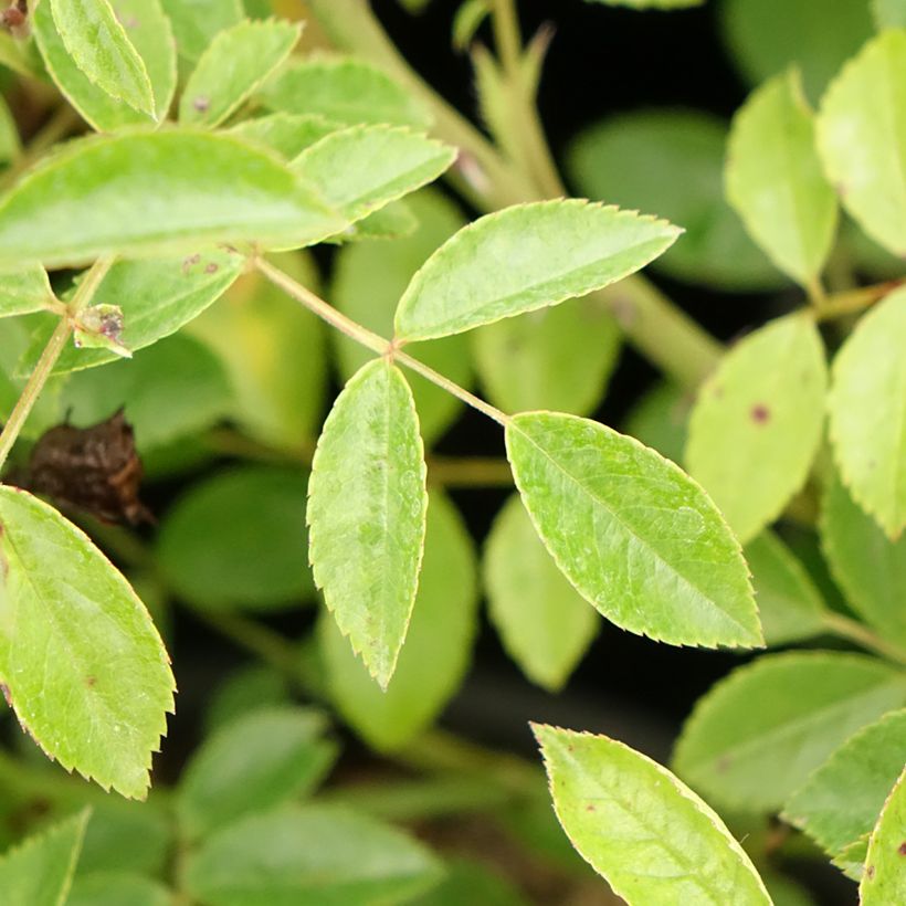 Rosier couvre-sol Snow Star (Foliage)
