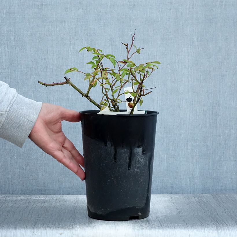 Example of Rosier couvre-sol Snow Star Pot de 4L/5L as you get in automne