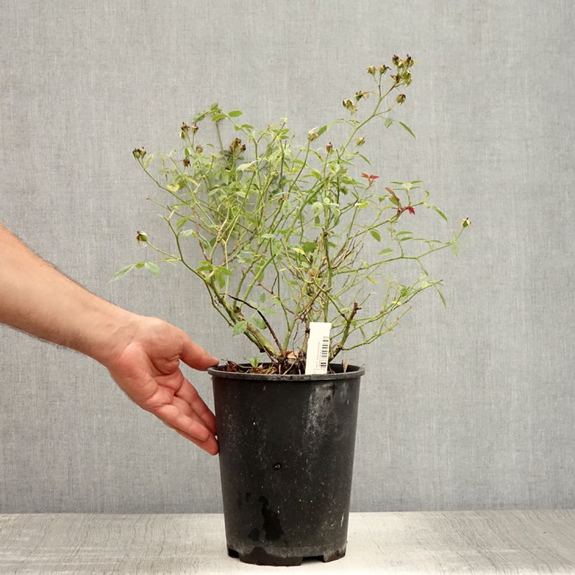 Example of Rosier couvre-sol Star Profusion Pot de 3L/4L as you get in ete