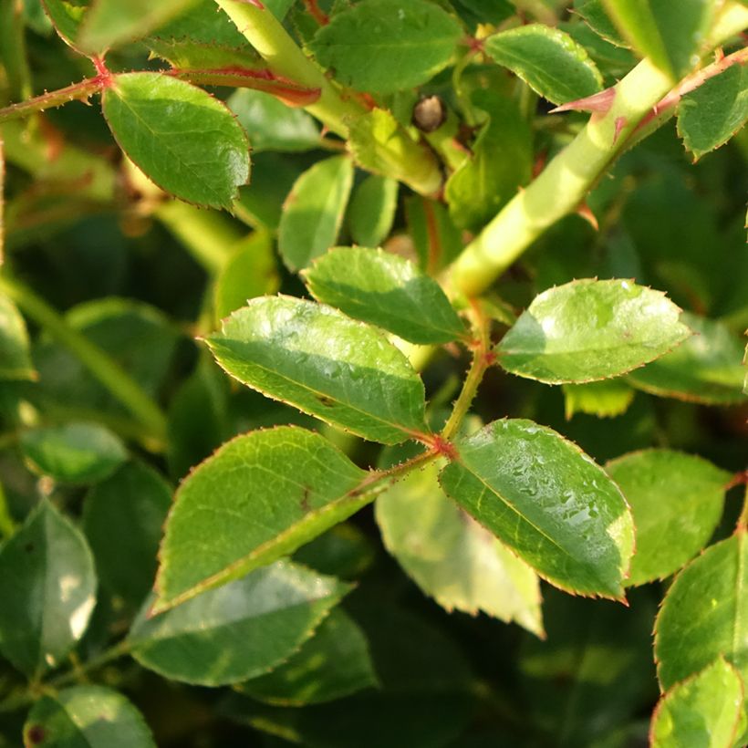 Rosier couvre-sol Swany (Foliage)