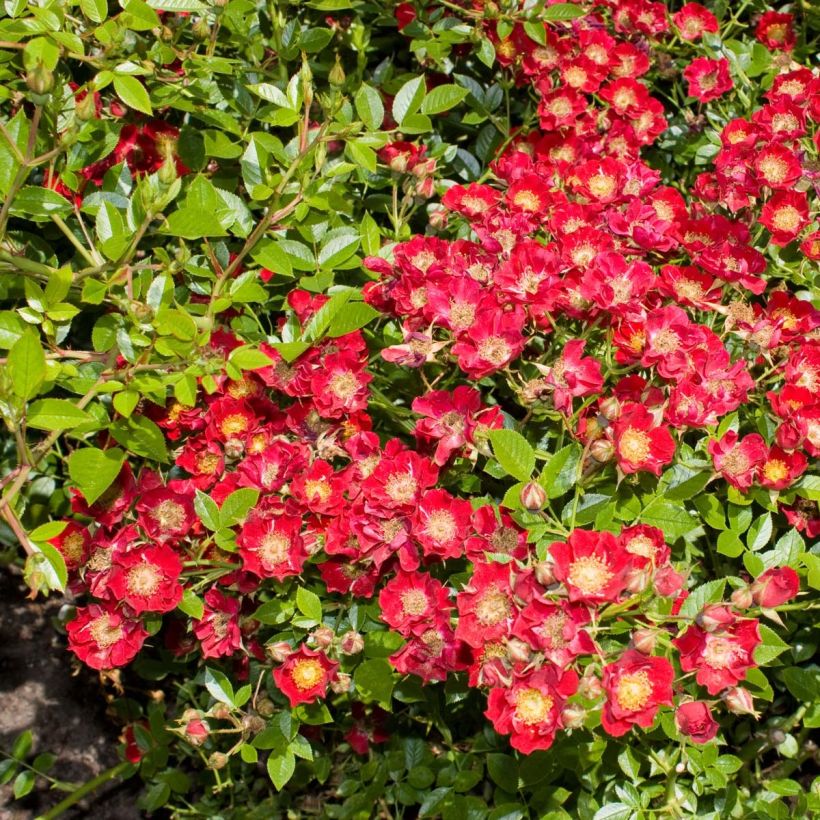 Rosier couvre-sol Tapis Rouge (Flowering)