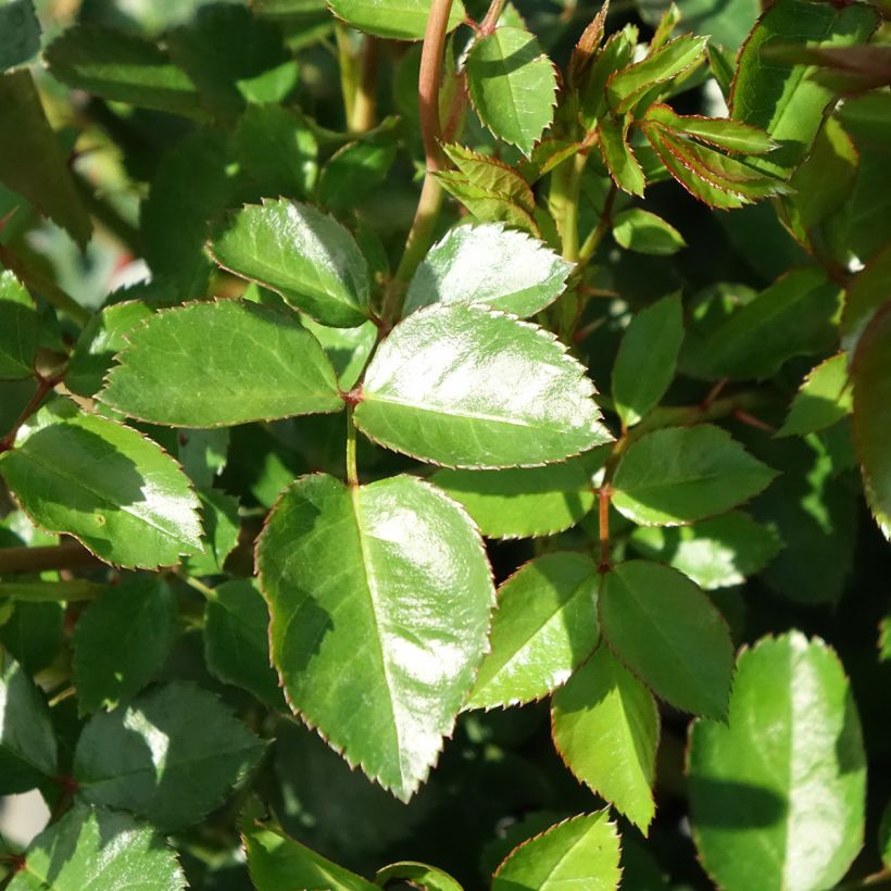 Rosier couvre-sol The Faun (Foliage)
