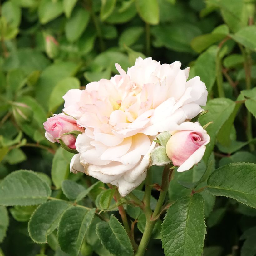 Rosier David Austin Elizabeth Ausmajesté (Flowering)