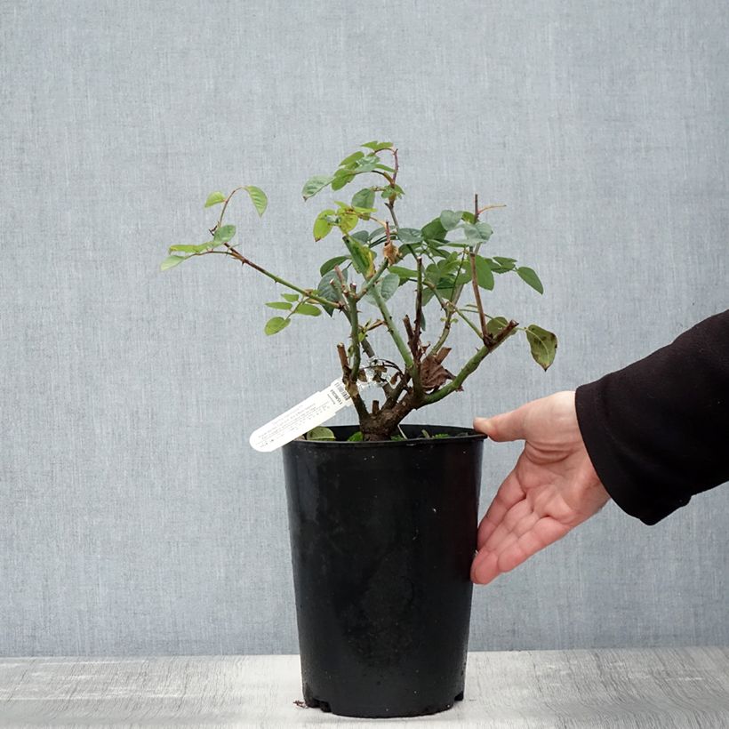 Example of Rosier David Austin Gentle Hermione Pot de 4L/5L as you get in automne