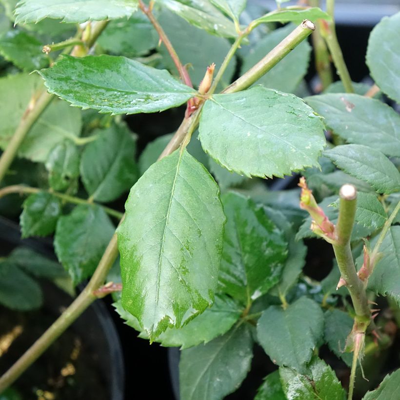 Rosier David Austin Golden Celebration (Foliage)
