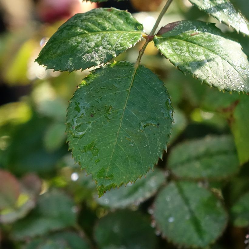 Rosier David Austin Princess Alexandra of Kent  (Foliage)