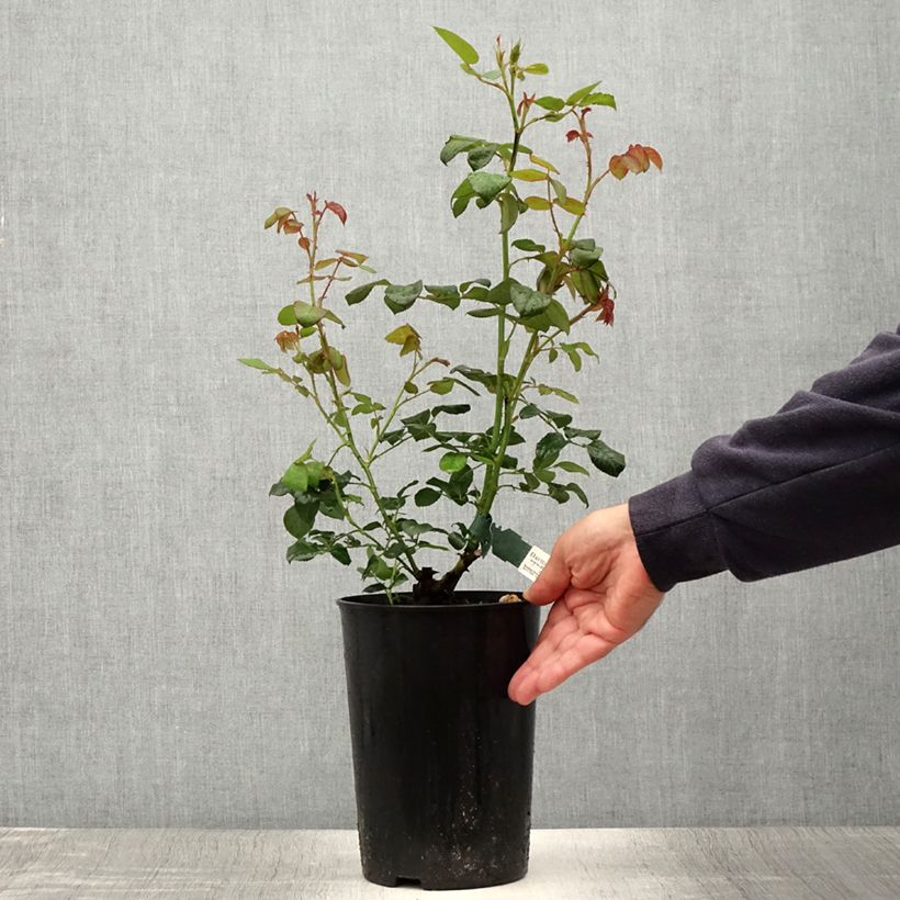 Example of Rosier David Austin Scepter'd Isle Pot de 4L/5L as you get in ete