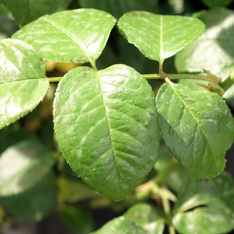 Rosier David Austin Strawberry Hill (Foliage)
