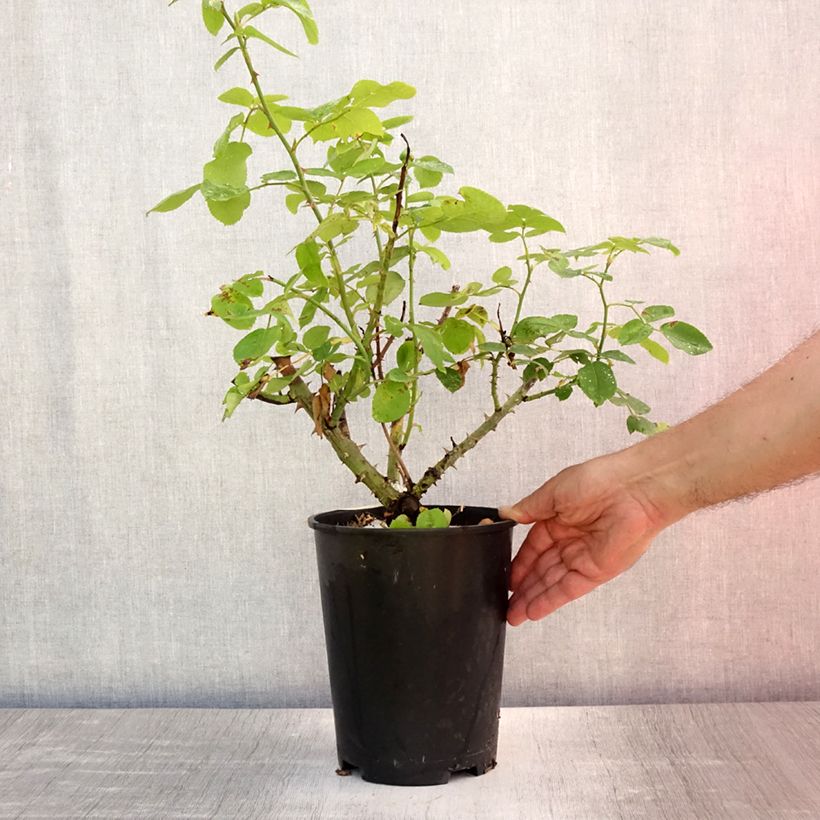 Example of Rosier David Austin The Lady Gardener  Pot de 4L/5L as you get in ete