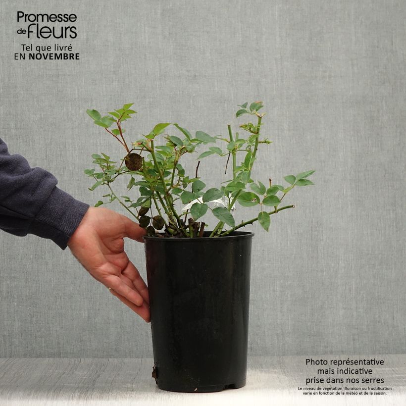 Example of Rosier David Austin The Pilgrim  Pot de 4L/5L as you get in automne