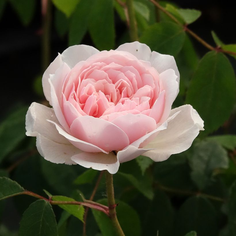 Rosier David Austin Wisley 2008  (Flowering)