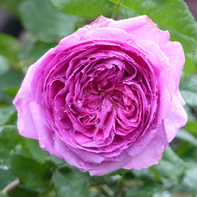 Rosier David Austin Young Lycidas (Flowering)