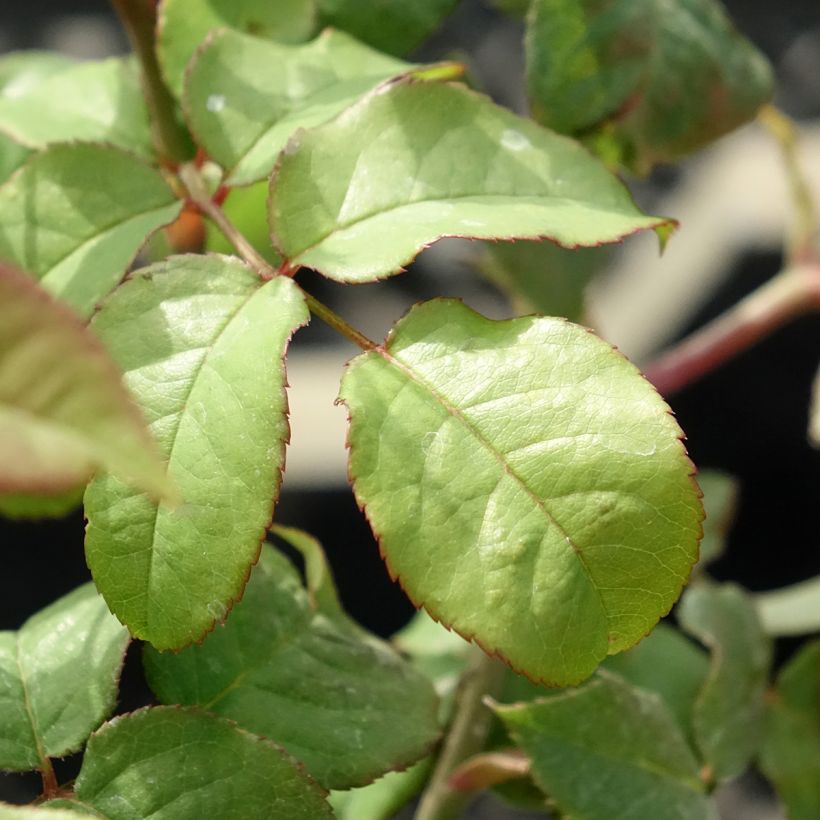 Rosier David Austin Young Lycidas (Foliage)