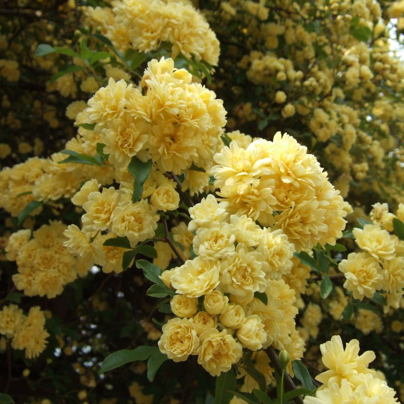 Rosier de Banks Lutea - Rosa banksiae (Flowering)