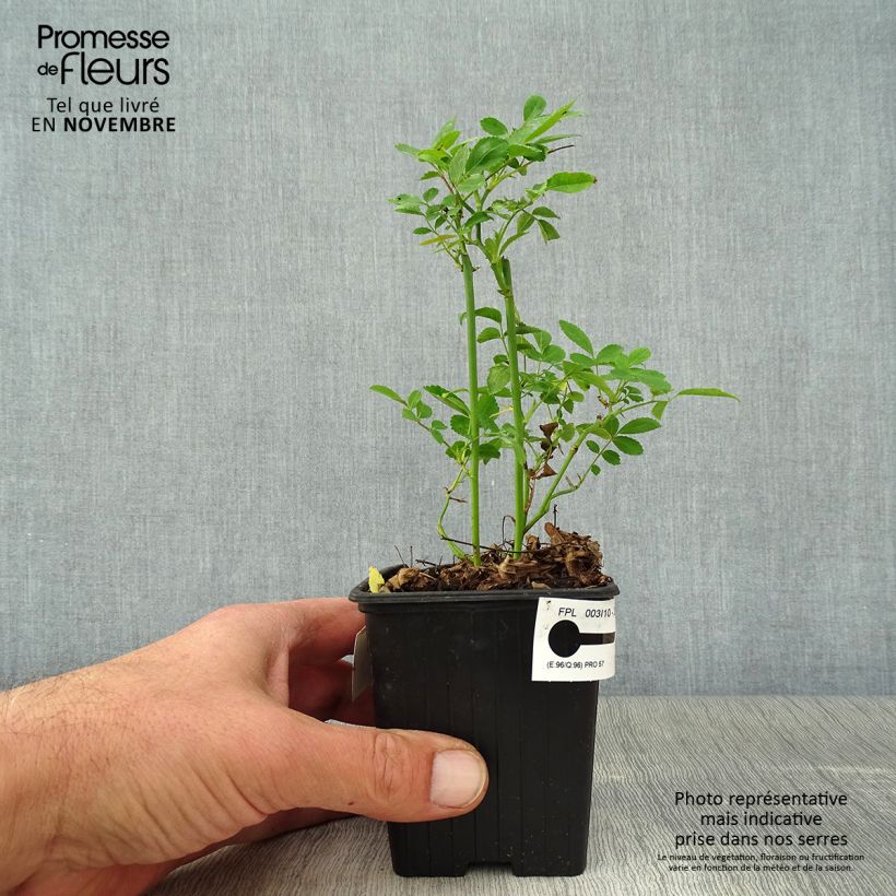 Example of Rosier de Banks Rosea - Rosa banksiae  Godet de 8/9 cm as you get in automne