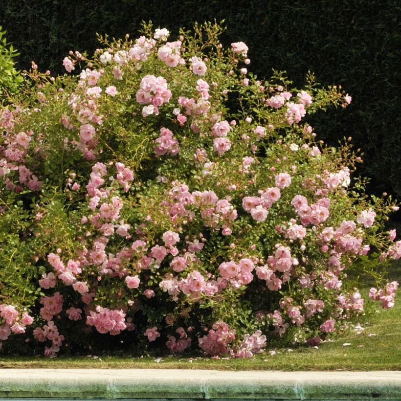 Rosier Décorosiers Mareva (Plant habit)