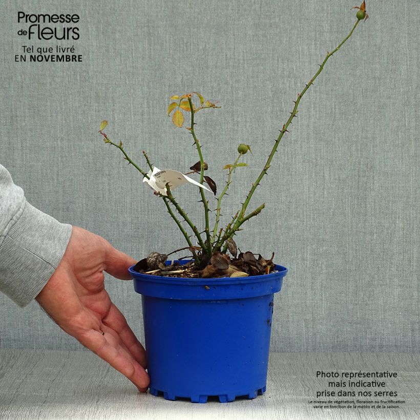 Example of Rosier Decorosier Soleya Pot de 2L/3L as you get in automne
